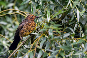 Young Blackbird