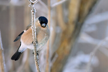 Eurasian bullfinch in winter colors
