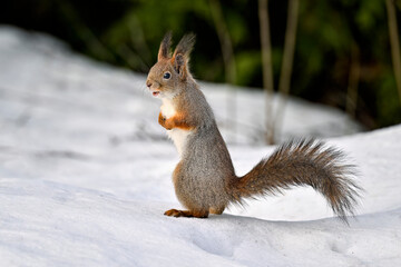 Naklejka na ściany i meble Squirrel on the snow
