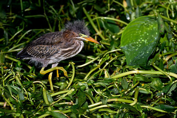 Green heron