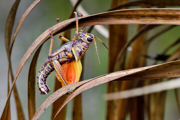 Eastern lubber grasshopper