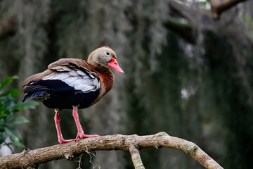 Black-bellied Whistling-duck