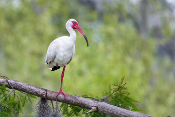 White ibis
