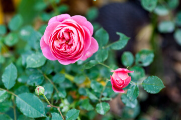 red rose in garden