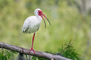 White ibis