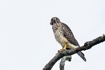 Red-shouldered hawk