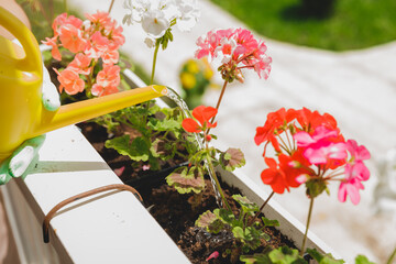 woman with dark hair watering potted plants, geraniums, outdoors