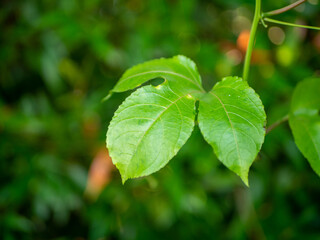 Close up shot of green leaves with blurred background.