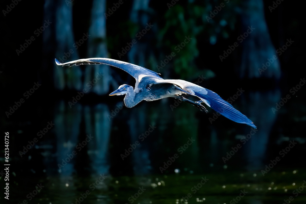 Wall mural great blue heron