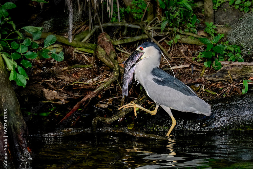 Wall mural black-crowned night heron