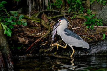 Black-crowned night heron