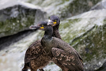 European shag