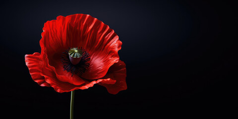 Remembrance day banner. Poppy flower on black background. Copy space close up