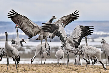Obraz premium Eurasian cranes having a territorial dispute