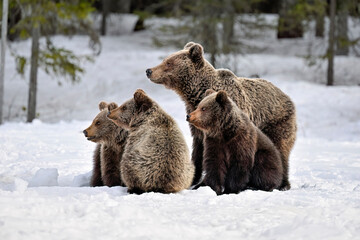 Bear family in springtime on the snow