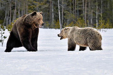 Fototapeta premium Bear mom defends its cubs from a male bear