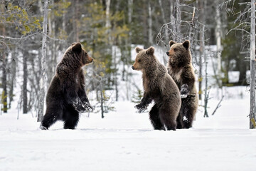 Bear cubs standing and observing on the snow
