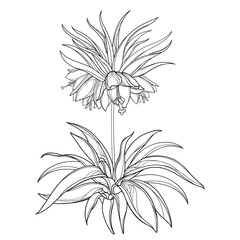 Outline Fritillaria imperialis or crown imperial flower bunch with leaves in black isolated on white background. 