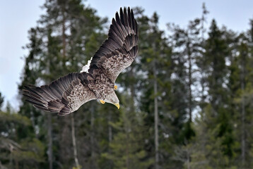 White-tailed eagle attacking