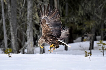 White-tailed eagle is checking carry on package