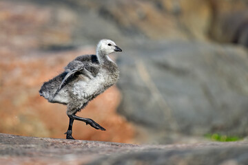 Barnacle goose chick trains its wings