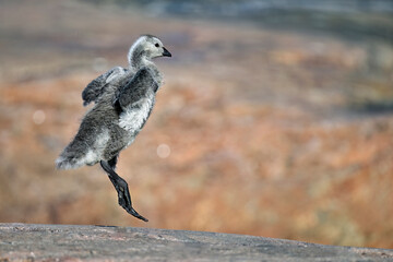 Barnacle goose chick trains its wings