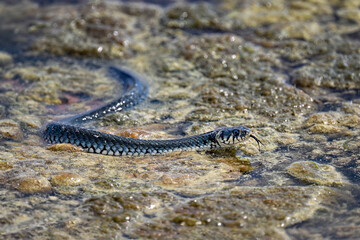 Grass snake on the shore