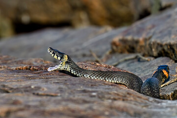 Grass snake yawns at dawn on the rock