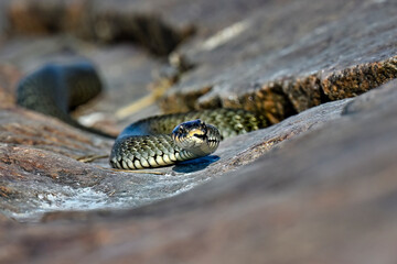 Grass snake basking in the rock crevise