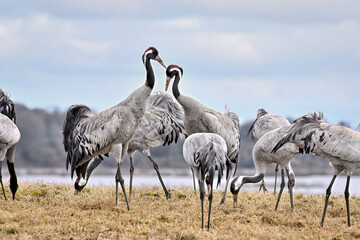 Eurasian cranes gathering