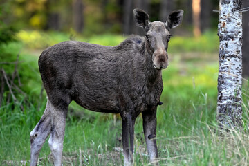 Moose in the forest