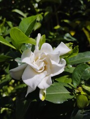 Bali Island, 20 May 2023 : Cape jasmine, Gardenia jasminoides flower in garden