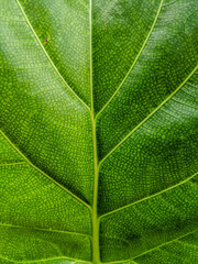 Close-up photo of green leaf texture.