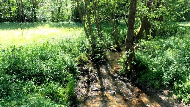 Stream in the forest with clear, clean water in a great landscape