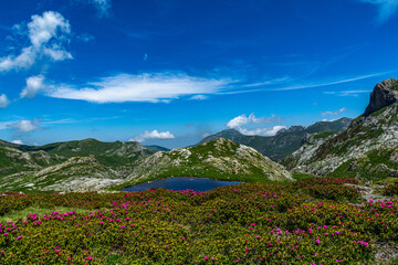 Primavera in Valle Ellero, tra laghi, vette  e rododendri in fiore (Mondovì – Cuneo)