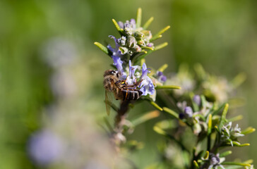 bee on lavender