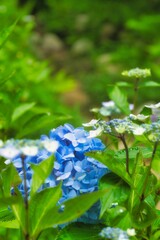 アジサイ　紫陽花　あじさい
