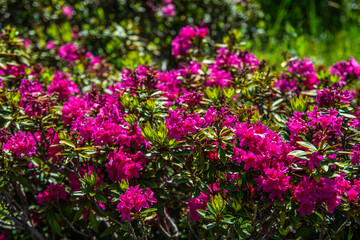 Primavera in Valle Ellero, tra laghi, vette  e rododendri in fiore (Mondovì – Cuneo)
