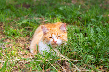 Naklejka na ściany i meble ginger cat squinted in the green grass on a summer day