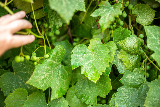 A gardener inspects the leaves of a diseased grape, affected by leafhopper insect pests. Prevention of grape diseases by fungal infections and insect damage