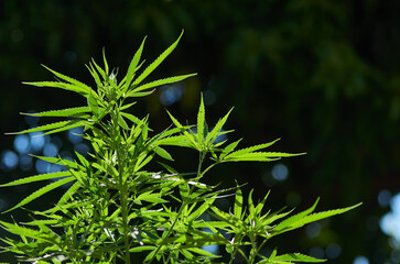 Cannabis leaves on a dark background