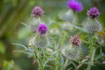 Close up of purple flower of field thistle plant with diffused natural background