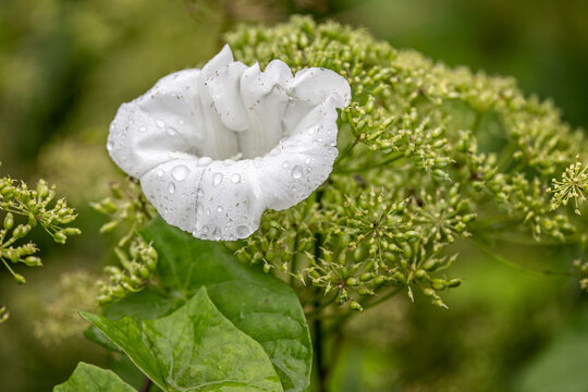 Close up of white hedge bindweed flower with rain water drops and ti ny insects on petals,