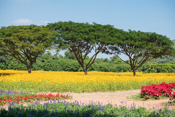 Beautiful garden of spring flowers and trees at Jim Thomson farm