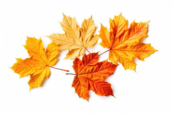 Fototapeta premium autumn maple leaves