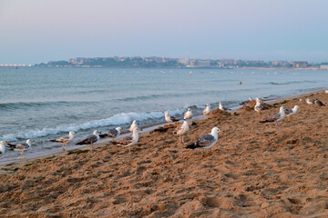 möven und sonnenaufgang am strand des schwarzmeer in nessebar, bulgarien