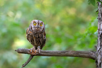 Owl. Eurasian Scops Owl. (Otus scops). Green nature background.
