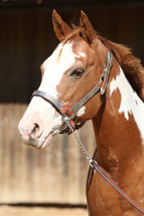 Fototapeta premium Portrait of amazing paint horse