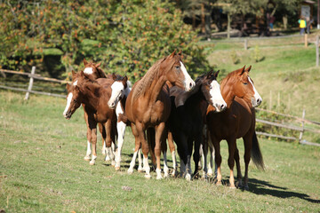 Naklejka na ściany i meble Group of paint horses on the pasturage