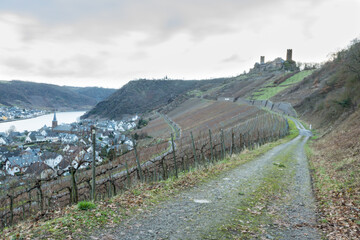 Fototapeta na wymiar pathway to a vineyard in the morning